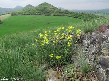 Trzel kardolist - Erysimum crepidifolium Rchb.