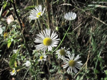 Fotogalerie: Turan ron - Erigeron annuus (L.) Pers.