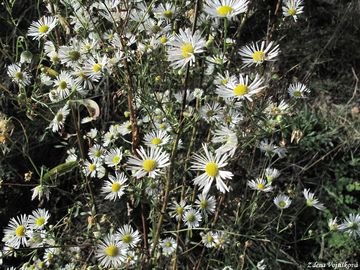 Turan ron - Erigeron annuus (L.) Pers.