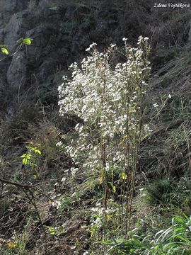 Turan ron - Erigeron annuus (L.) Pers.