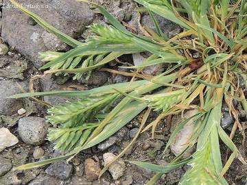 Tuanka tvrd - Sclerochloa dura (L.) P.Beauv.