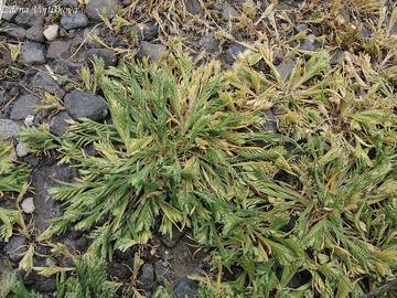 Tuanka tvrd - Sclerochloa dura (L.) P.Beauv.