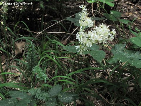 Fotogalerie: Tužebník obecný - Filipendula vulgaris Moench