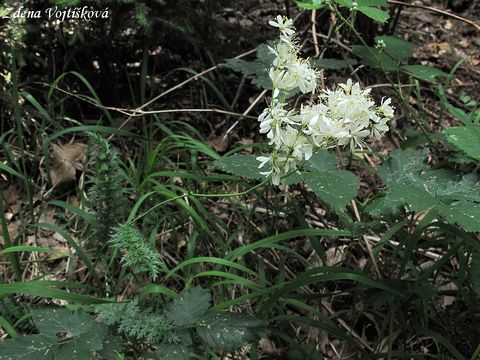 Fotogalerie: Tuebnk obecn - Filipendula vulgaris Moench