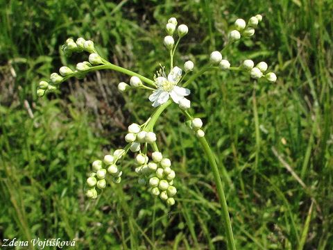 Tuebnk obecn - Filipendula vulgaris Moench