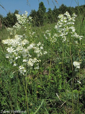 Tuebnk obecn - Filipendula vulgaris Moench