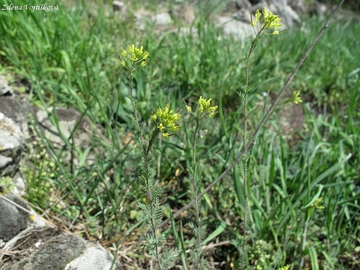 hornk mnohodln - Descurainia sophia (L.) Prantl