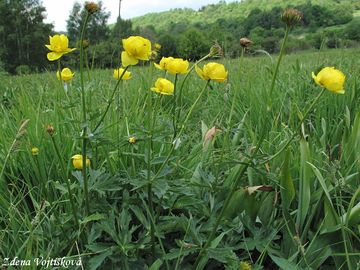 Fotogalerie: Upoln nejvy - Trollius altissimus Crantz