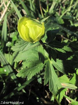 Upoln nejvy - Trollius altissimus Crantz