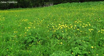 Upoln nejvy - Trollius altissimus Crantz