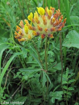 Fotogalerie: ronk bolhoj - Anthyllis vulneraria L
