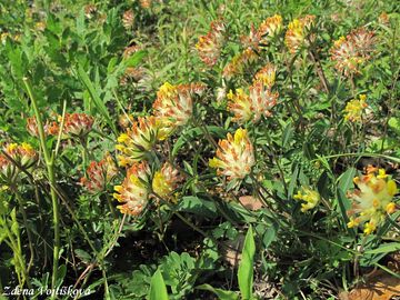 ronk bolhoj - Anthyllis vulneraria L