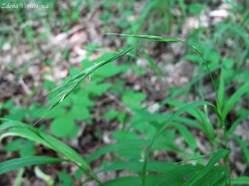 Fotogalerie: Vleka lesn - Brachypodium sylvaticum (Huds.) P.Beauv.