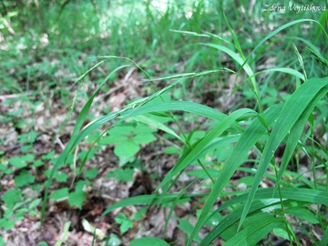 Vleka lesn - Brachypodium sylvaticum (Huds.) P.Beauv.