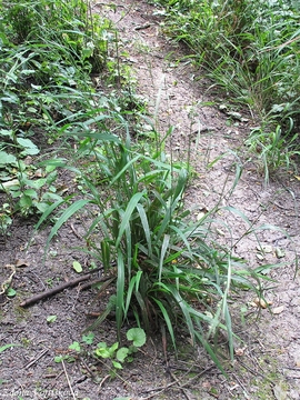 Vleka lesn - Brachypodium sylvaticum (Huds.) P.Beauv.