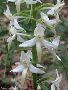 Fotogalerie: Vemenk dvoulist - Platanthera bifolia (L.) Rich.