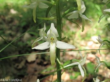 Vemenk dvoulist - Platanthera bifolia (L.) Rich.