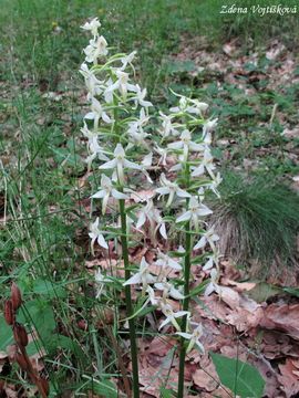 Vemenk dvoulist - Platanthera bifolia (L.) Rich.
