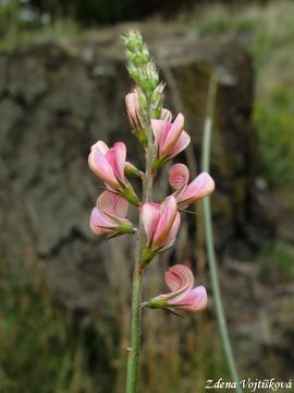 Fotogalerie: Vienec ligrus - Onobrychis viciifolia Scop.