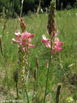Vienec ligrus - Onobrychis viciifolia Scop.