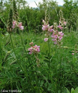 Vienec ligrus - Onobrychis viciifolia Scop.