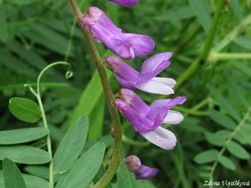 Fotogalerie: Vikev tenkolist - Vicia tenuifolia Roth