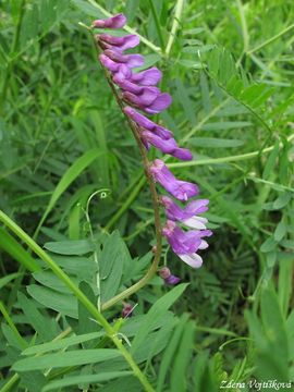 Vikev tenkolist - Vicia tenuifolia Roth