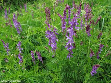 Vikev tenkolist - Vicia tenuifolia Roth