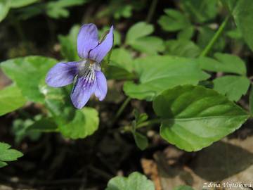 Fotogalerie: Violka lesn - Viola reichenbachiana Bor.