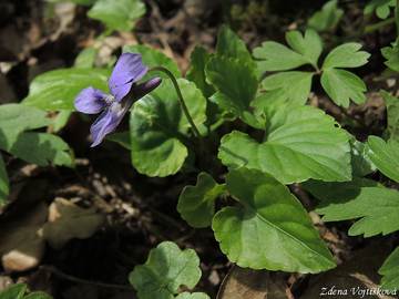 Violka lesn - Viola reichenbachiana Bor.