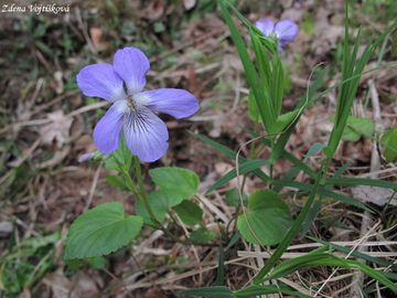 Fotogalerie: Violka Rivinova - Viola riviniana Rchb.