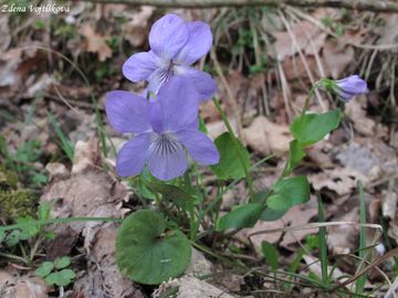 Violka Rivinova - Viola riviniana Rchb.