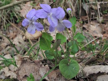 Violka Rivinova - Viola riviniana Rchb.