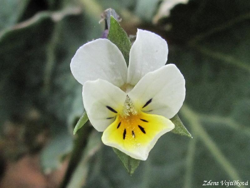 click to see full size