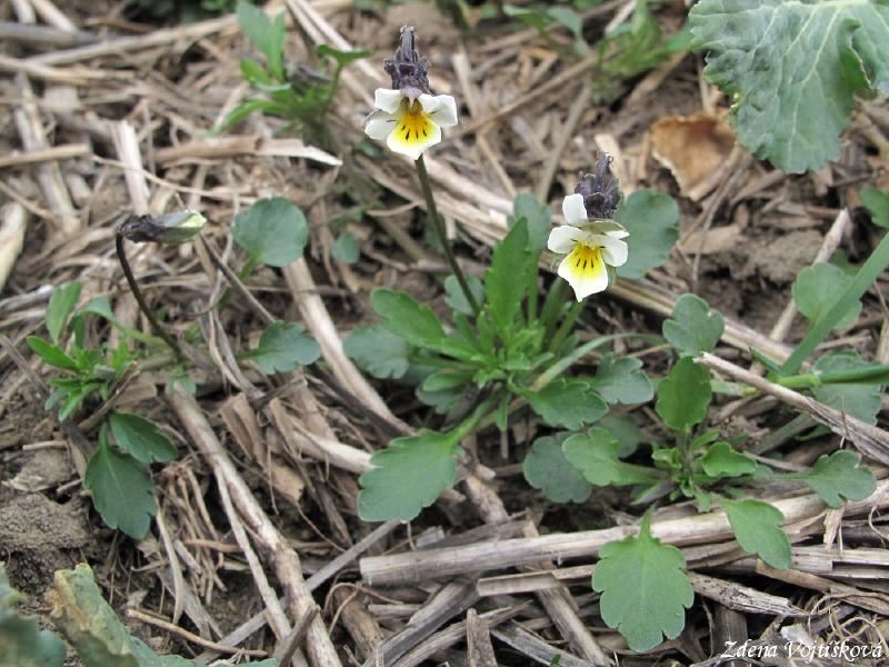 click to see full size