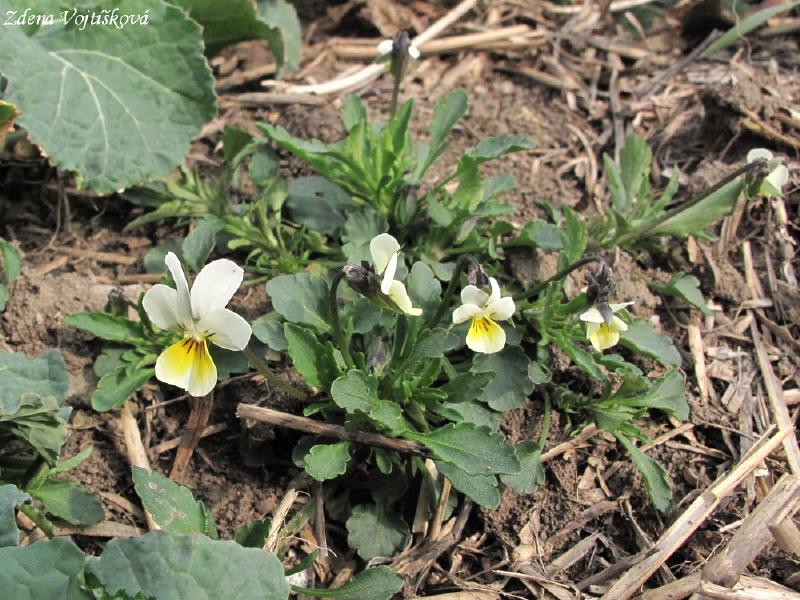 click to see full size