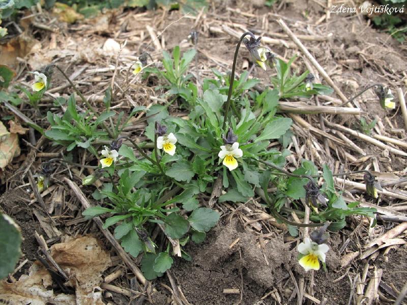 click to see full size