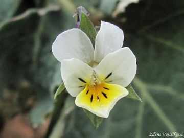 Fotogalerie: Violka roln� - Viola arvensis Murray