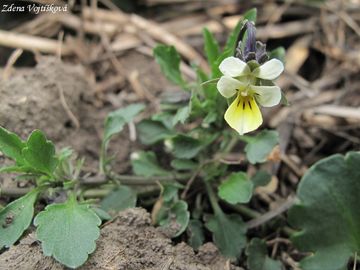 Violka roln� - Viola arvensis Murray