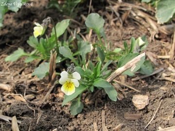 Violka roln� - Viola arvensis Murray
