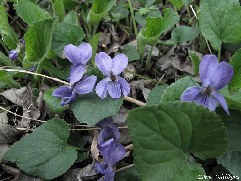 Violka vonn_04