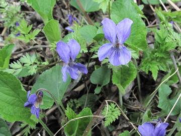 Fotogalerie: Violka vonn - Viola odorata L.