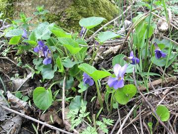 Violka vonn - Viola odorata L.