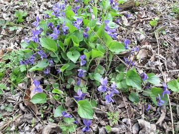 Violka vonn - Viola odorata L.