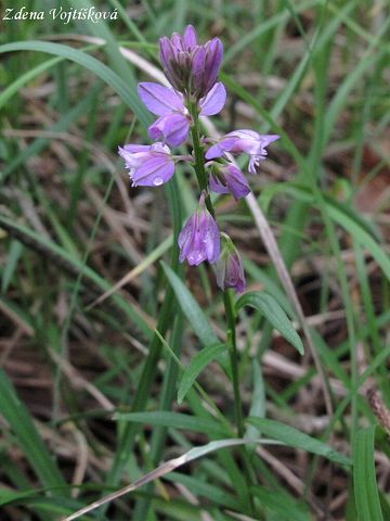 Fotogalerie: Vtod chocholat - Polygala comosa Schkuhr.