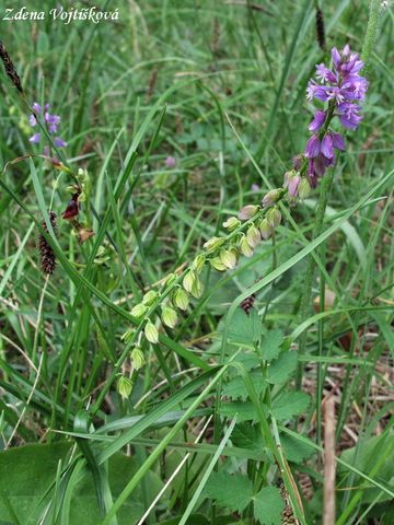 Vtod chocholat - Polygala comosa Schkuhr.