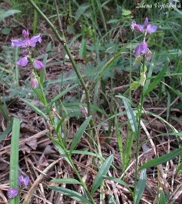 Vtod chocholat - Polygala comosa Schkuhr.