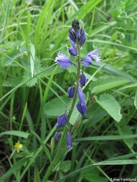 Fotogalerie: Vtod obecn - Polygala vulgaris L.