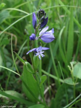 Vtod obecn - Polygala vulgaris L.