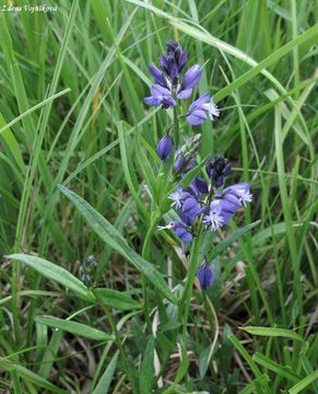 Vtod obecn - Polygala vulgaris L.